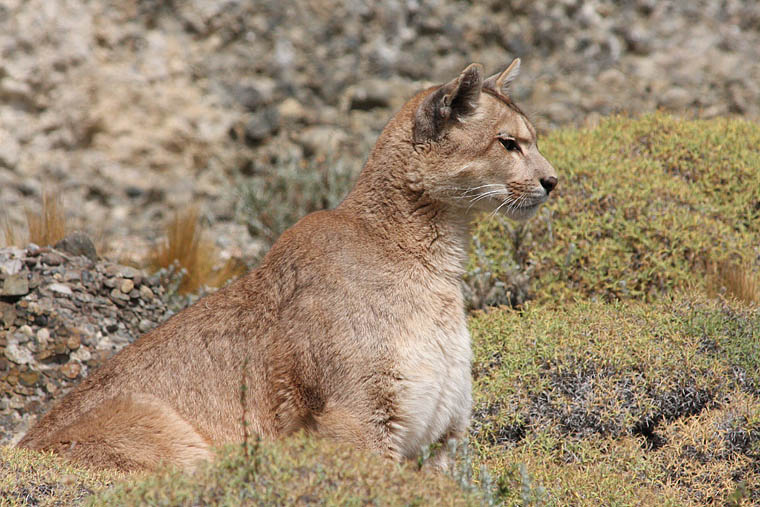 pumas, torres del paine, wildlife, photography, tours, chile